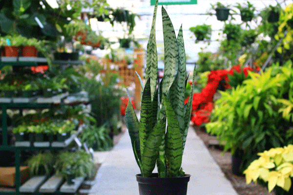 فصل قلمه زدن سانسوریا